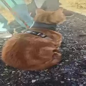 lost male cat tiger