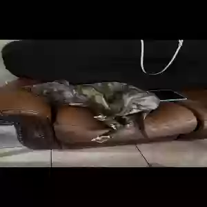 lost male dog julio