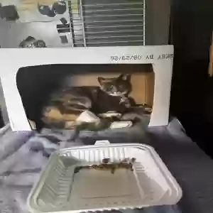 lost female cat white sox