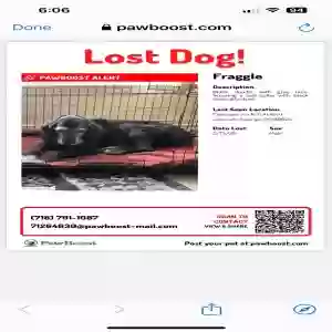 lost male dog fraggle
