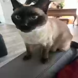 lost female cat sagwa (soggy)