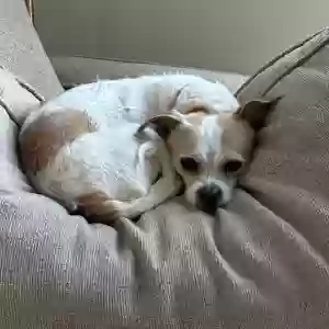lost female dog mimi