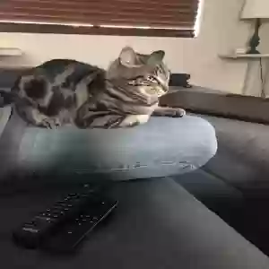 lost male cat apollo