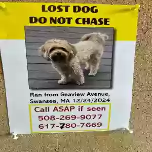 lost female dog tuli/tulie