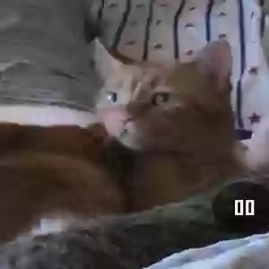 lost female cat lily