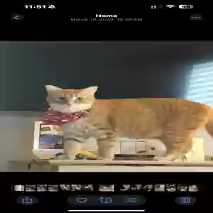 lost female cat gigi