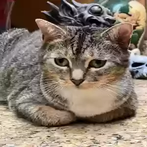 lost male cat mosi