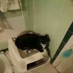 lost female cat booberry