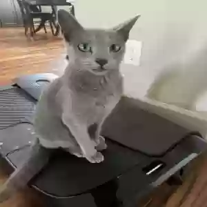 lost male cat sam
