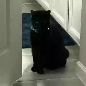 lost unknown cat harrington