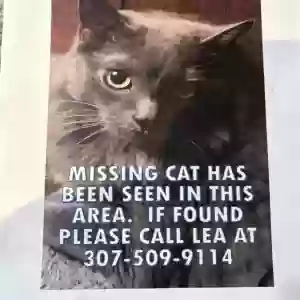 lost male cat tinker