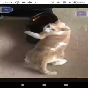 lost female cat kanella