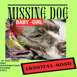 lost female dog baby -girl