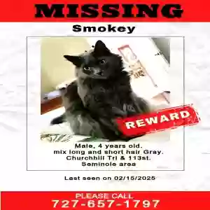lost male cat smokey
