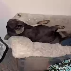lost male dog jodi