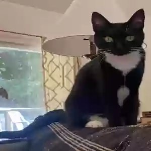 lost female cat unknown