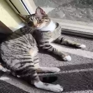 lost male cat jango fett