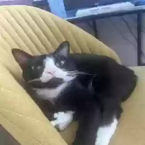 lost male cat sox