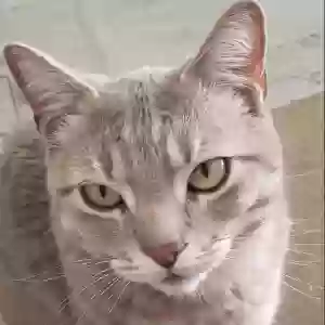 lost male cat paul
