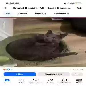 lost male cat chet