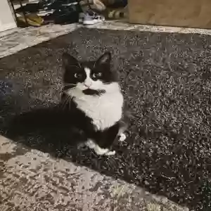 lost male cat gemma