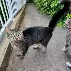 lost male cat benji