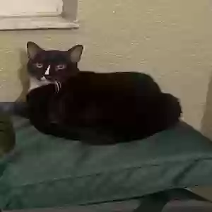 lost female cat mama