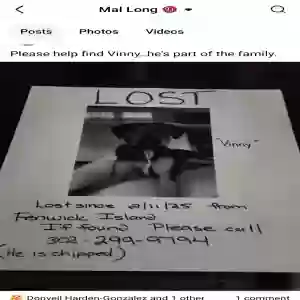 lost male dog vinny