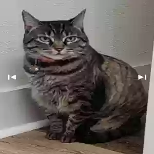 lost female cat biscuit