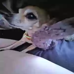 lost female dog sahara
