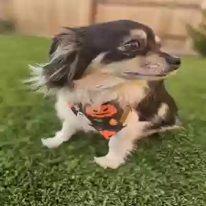 lost male dog gronk
