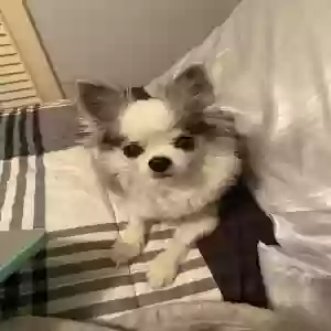 lost female dog demi