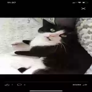 lost male cat coulson