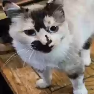 lost female cat kitty foreman