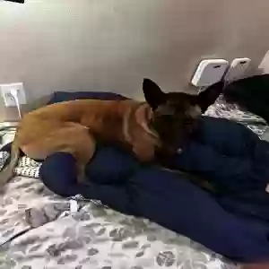 lost female dog maeve