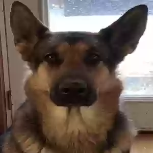 lost female dog santina