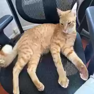 lost male cat mars