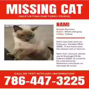 lost female cat nami