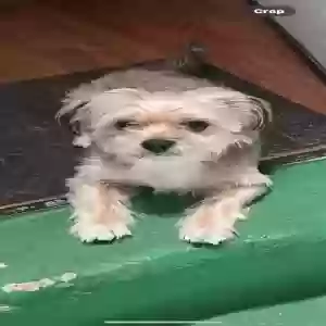 lost male dog zachary