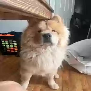 lost male dog hades