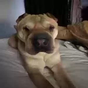 lost male dog winston