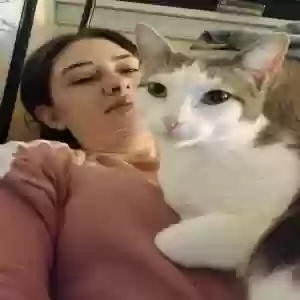 lost female cat meow meow