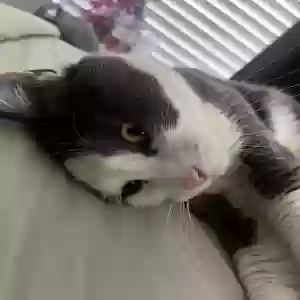 lost male cat whiskers