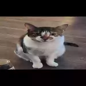 lost female cat ravioli