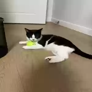 lost male cat unknown