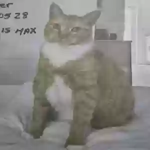 lost male cat fernando