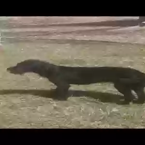lost female dog blackie