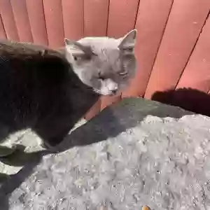 found unknown cat unknown