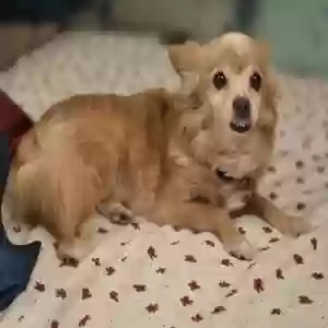 lost female dog daisy