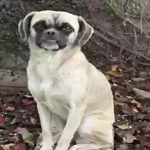 lost female dog unknown